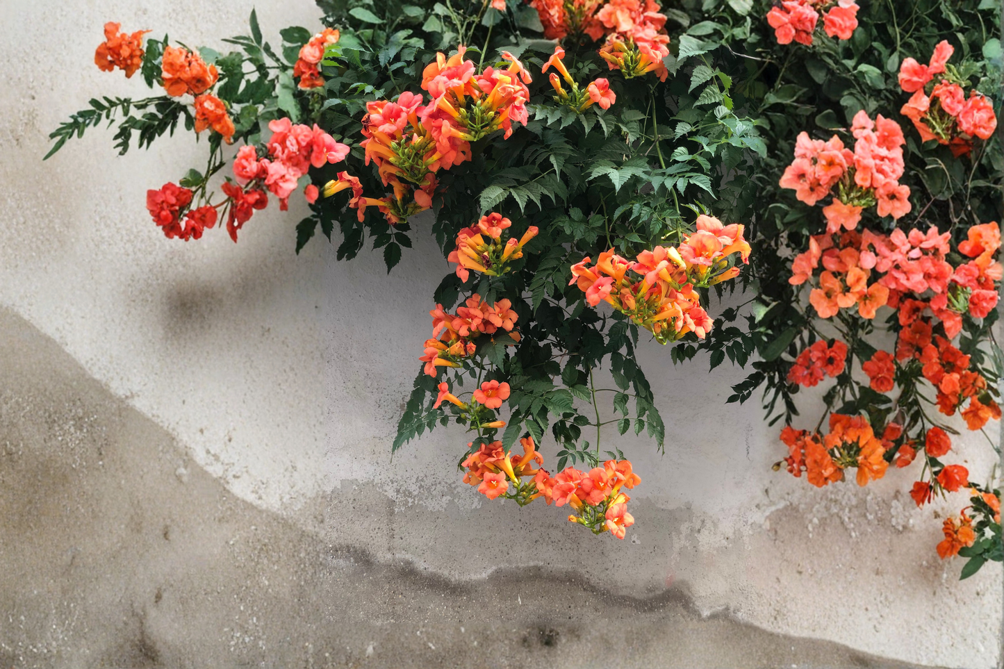 Tangerine Beauty Crossvine Rooted Starter Plant – Bignonia capreolata ‘Tangerine Beauty’