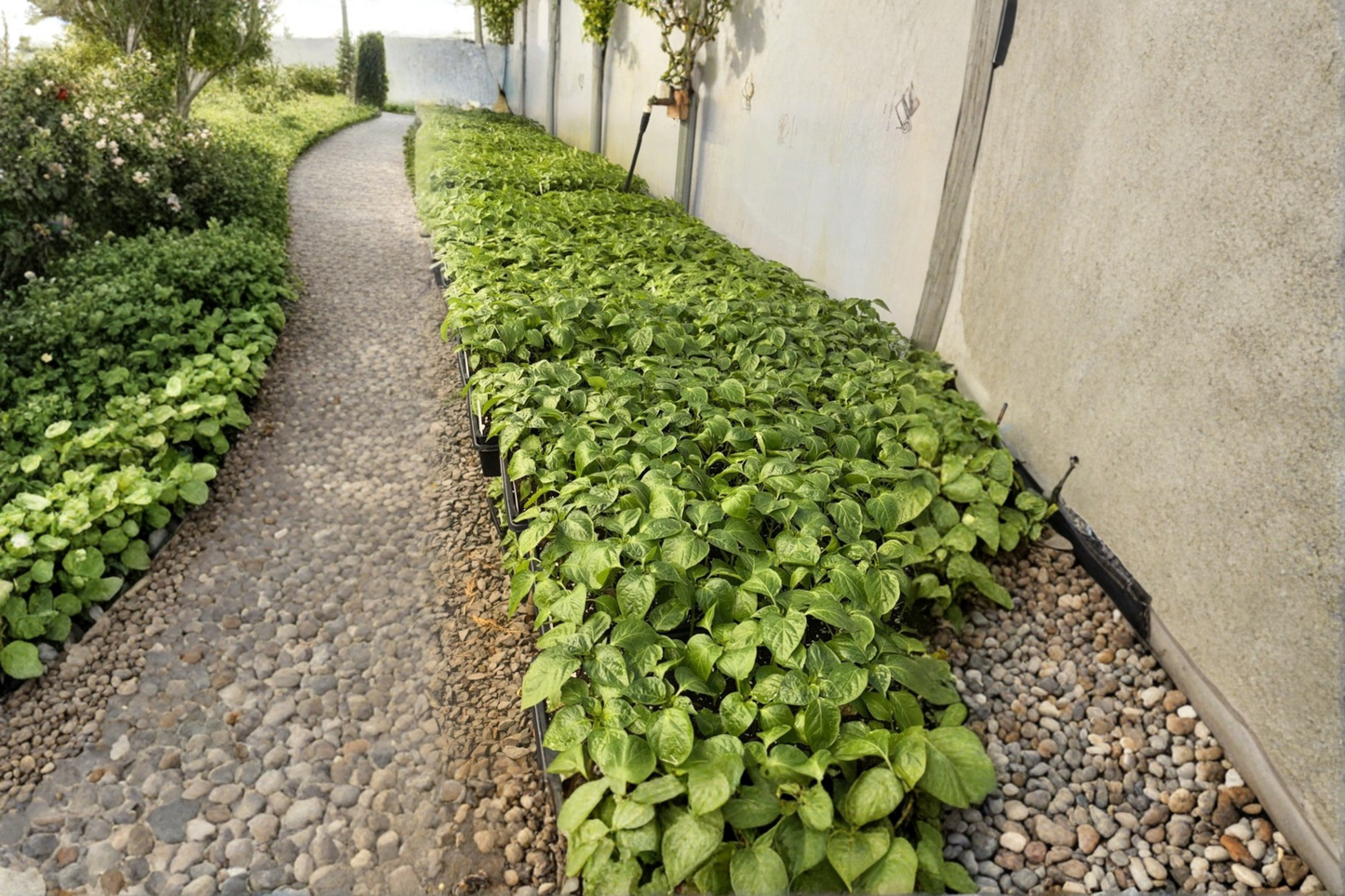 Lot of 3 Live Super Hot Pepper Plants – 75+ Day Old Starter Plants – Capsicum Species