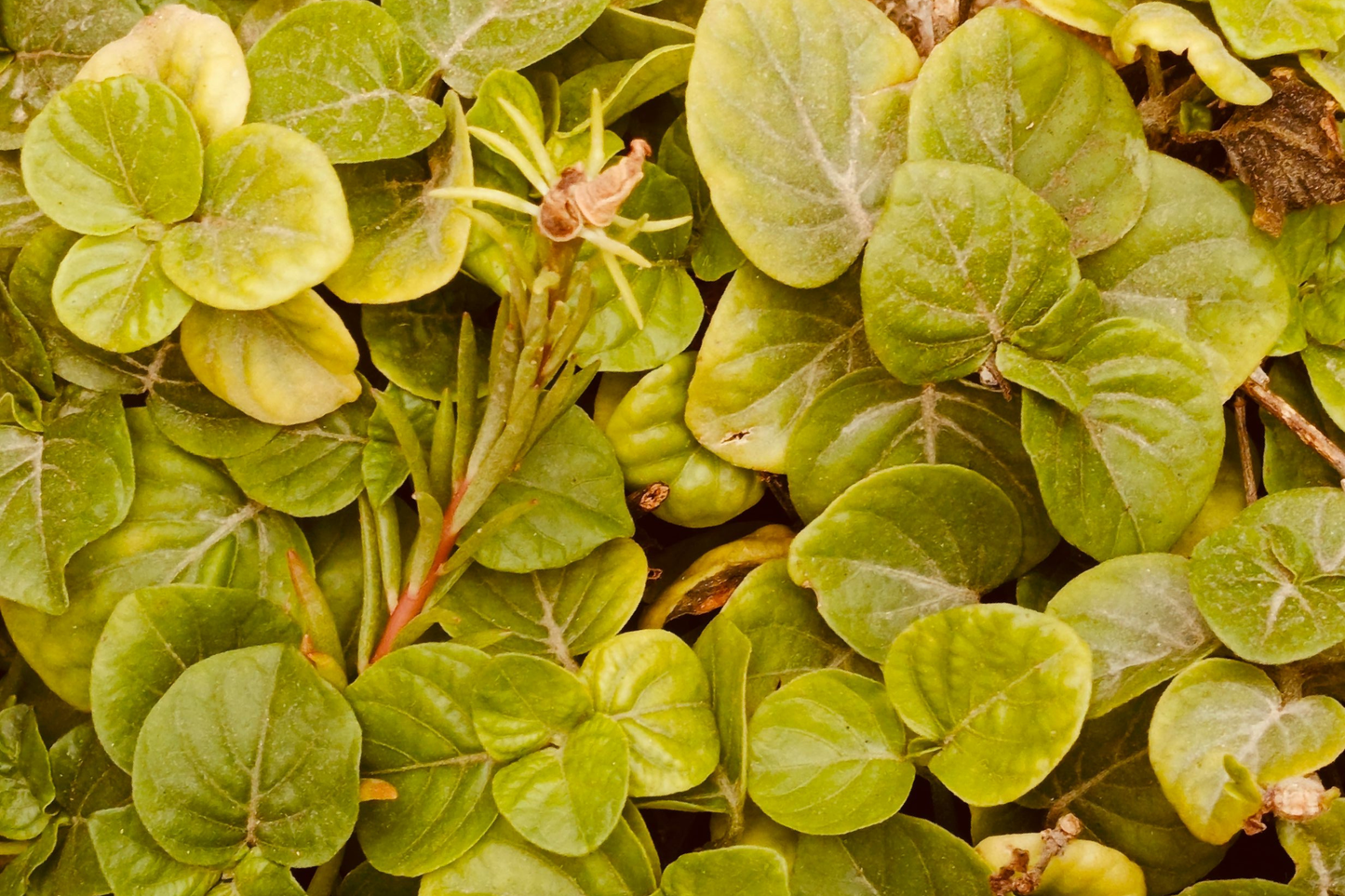 8 Creeping Jenny Live Plants – Perennial Groundcover, Lysimachia nummularia