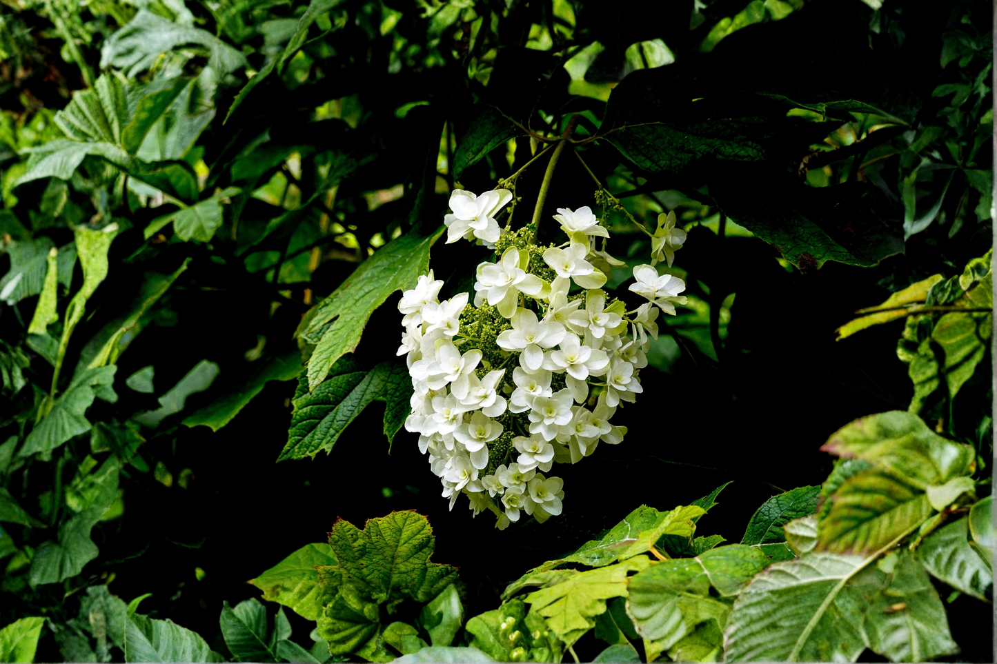 Pee Wee Dwarf Oakleaf Hydrangea Live Plant 1 Pint Grow Bag – Hydrangea quercifolia