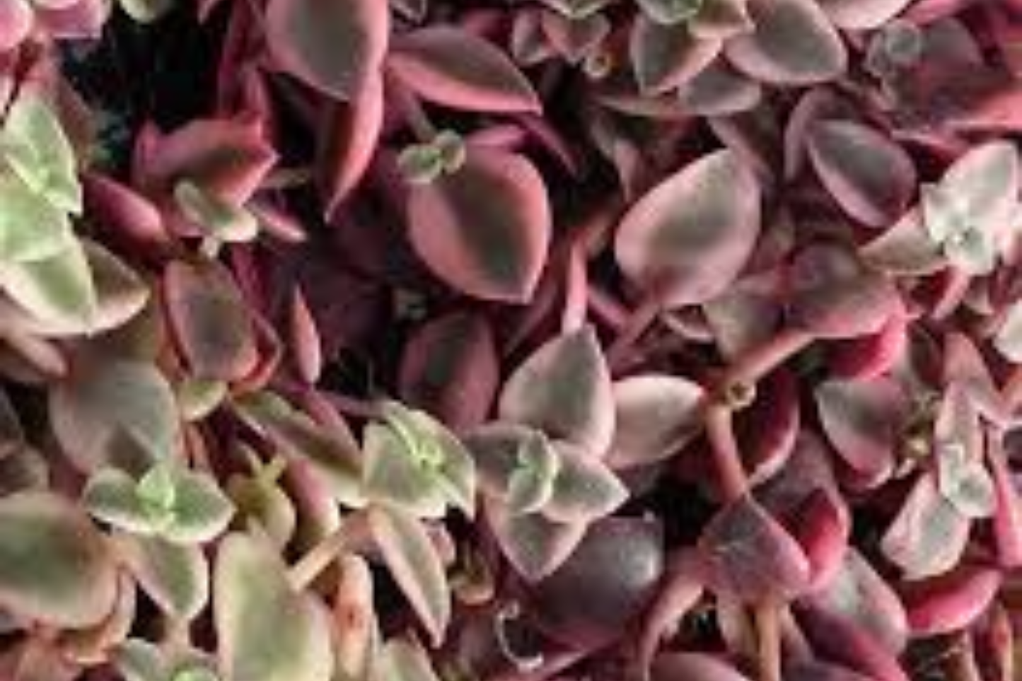 Calico Kitten Succulent Live Plant in 2 Inch Pot – Crassula pellucida