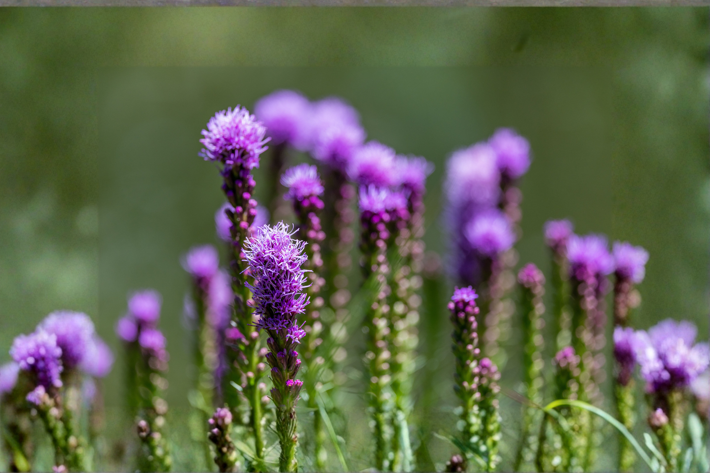 Liatris Floristan Violet Live Plants – 4 Perennial Starter Plugs, Liatris spicata