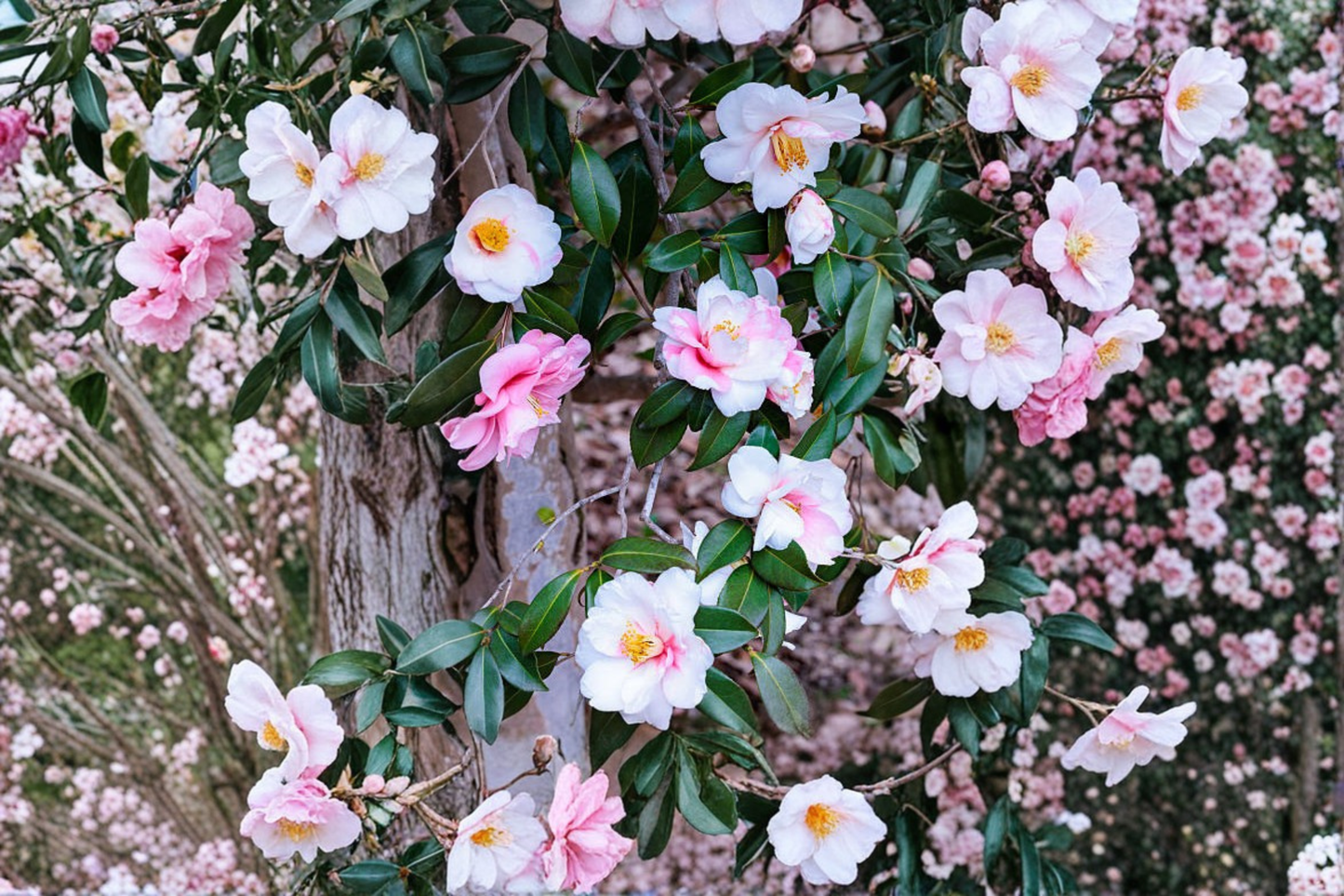 Shibori-Egao Camellia Japonica Live Starter Plant – Bicolor Bloom Evergreen Shrub