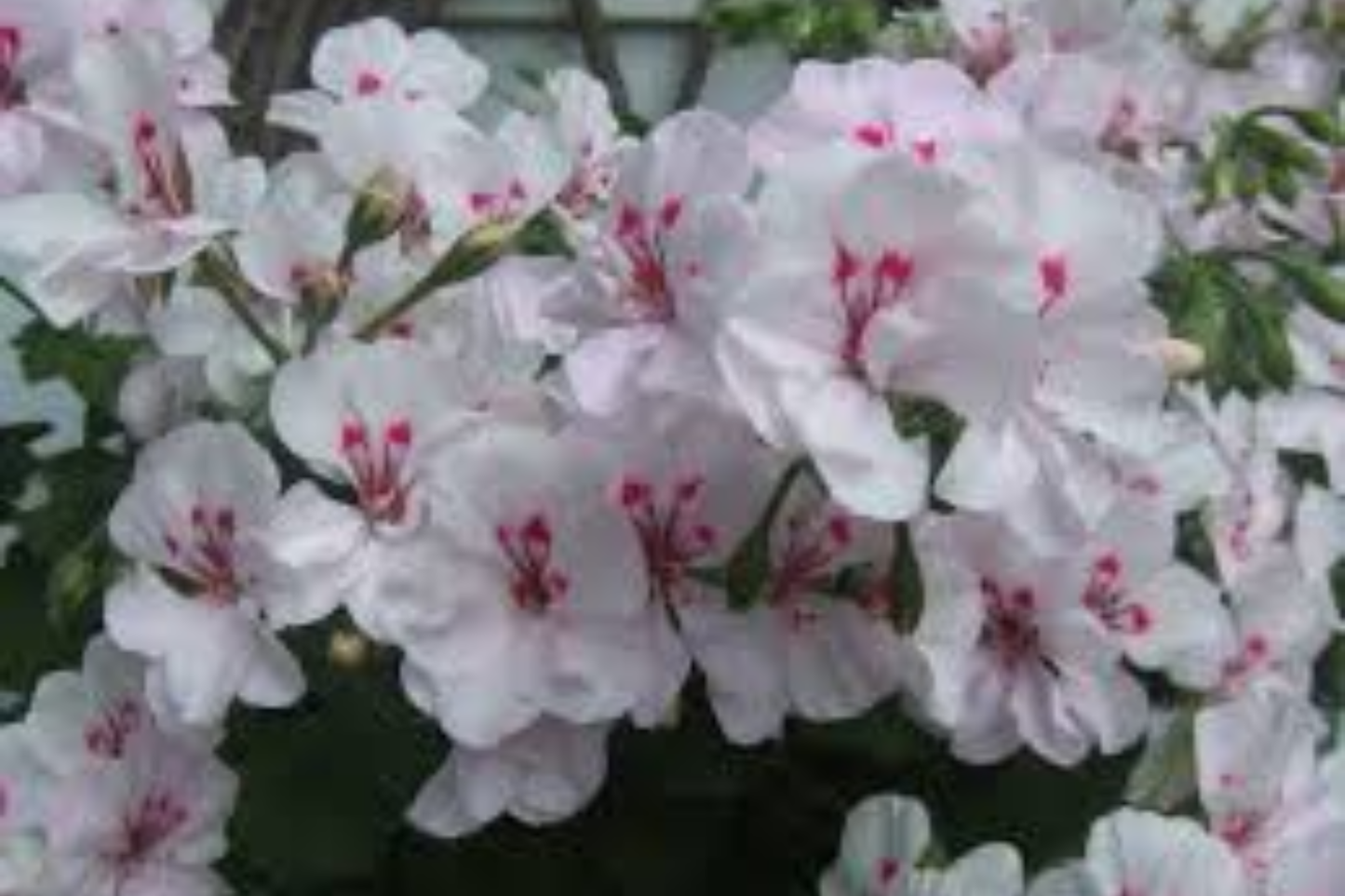 White Pink Ivy Geranium 2 Live Cuttings 6 Inch – Pelargonium peltatum