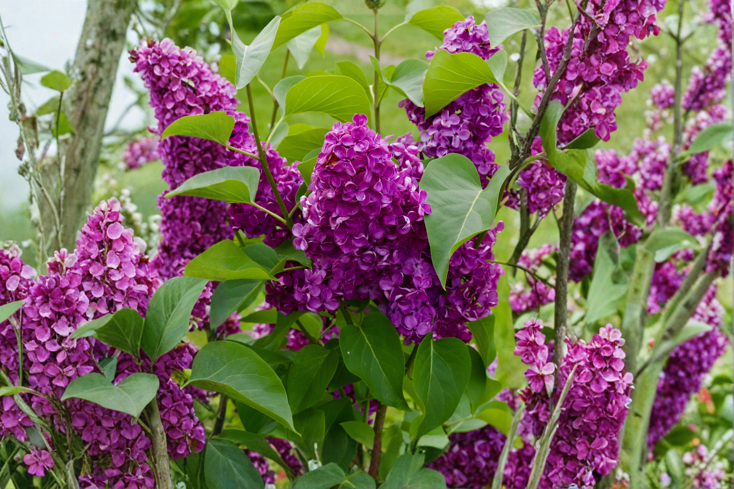 Purple Magic Dwarf Crape Myrtle Live Plant Full Gallon Pot – Lagerstroemia indica