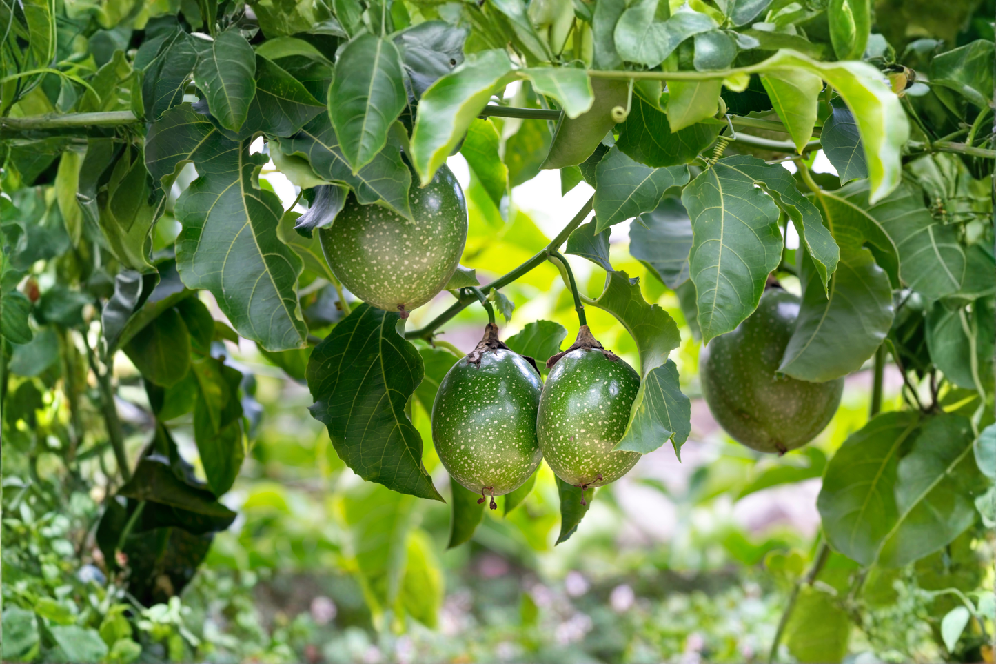Purple Passion Fruit Live Plant 12 Inches Tall in 4 Inch Pot – Passiflora edulis