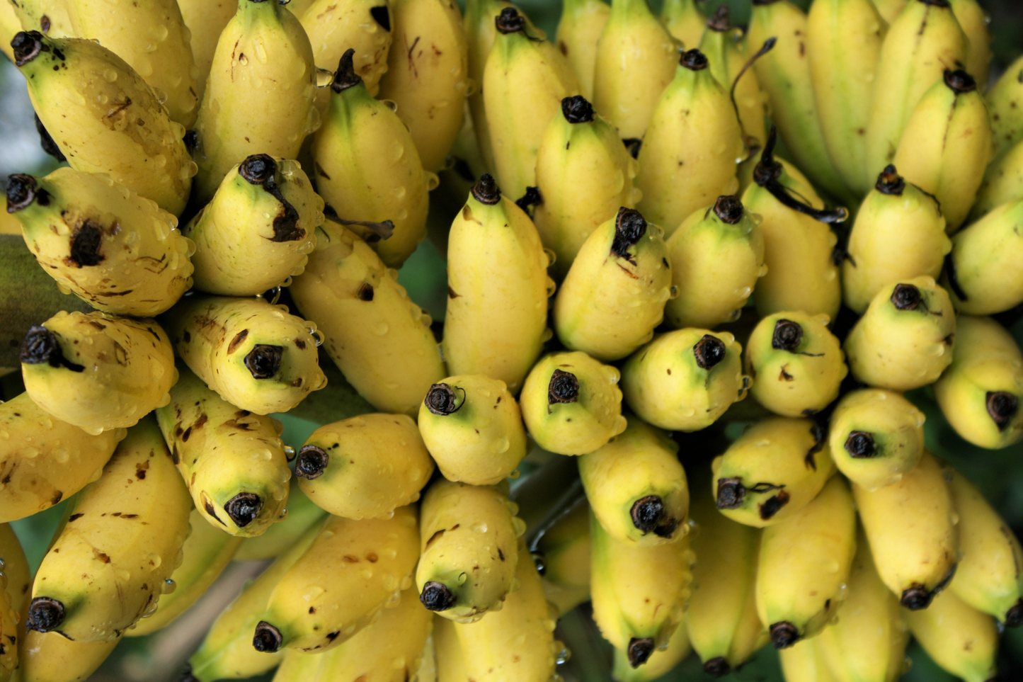 Chinese Dwarf Yellow Banana Live Starter Plant – Golden Lotus Musella lasiocarpa