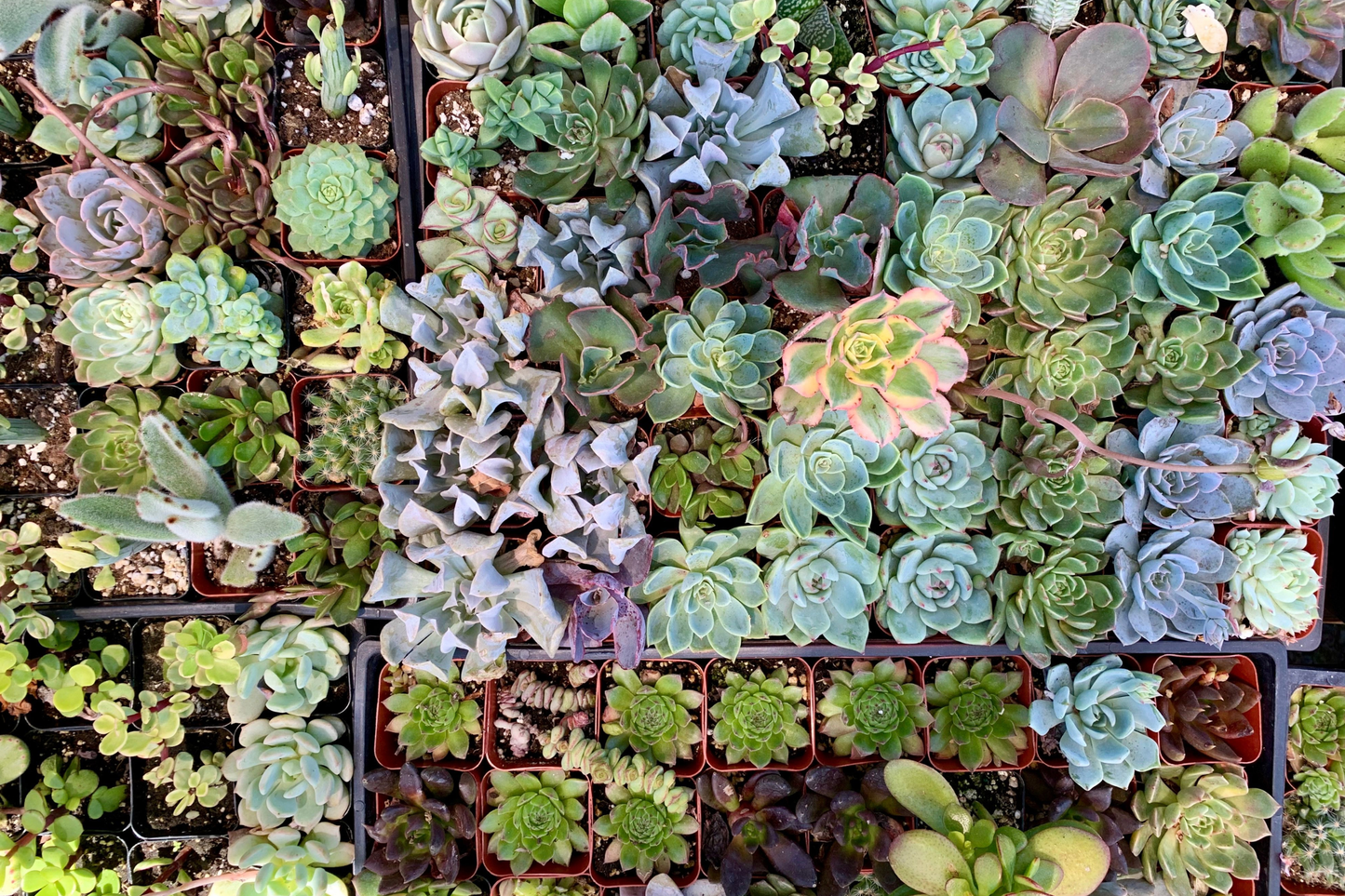 10 Assorted Succulent Cuttings – Fresh Clippings for Terrariums and Dish Gardens