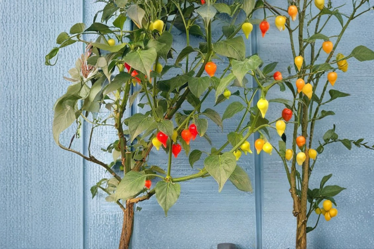 Biquinho Sweety Drop Yellow Chili Pepper Live Plants – 3 Starter Plants – Capsicum chinense