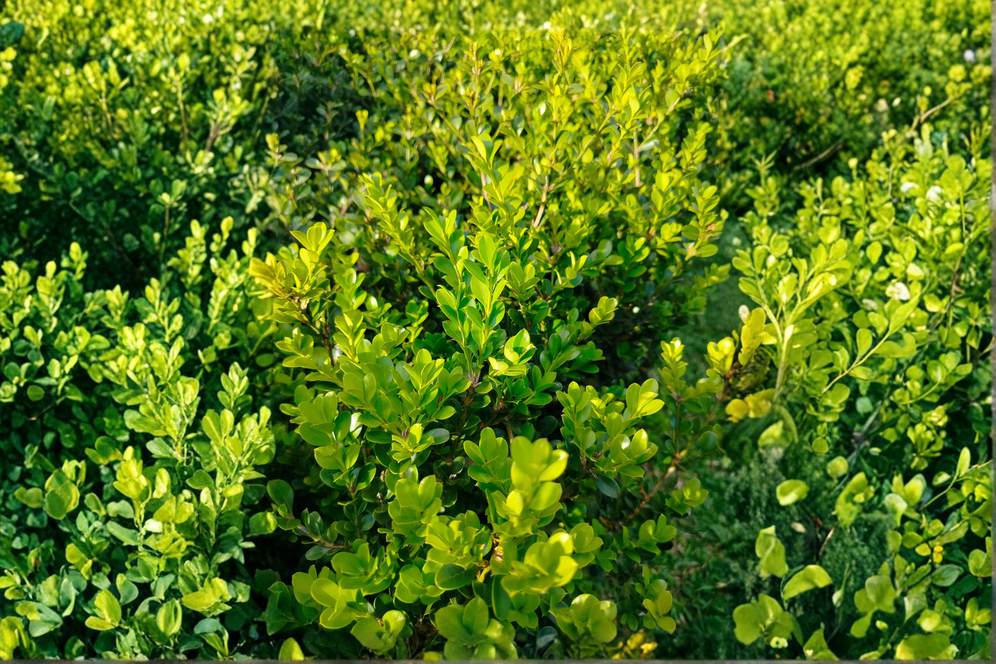 Unraveled Weeping Boxwood Live Plant 1 Qt – Buxus Evergreen Shrub