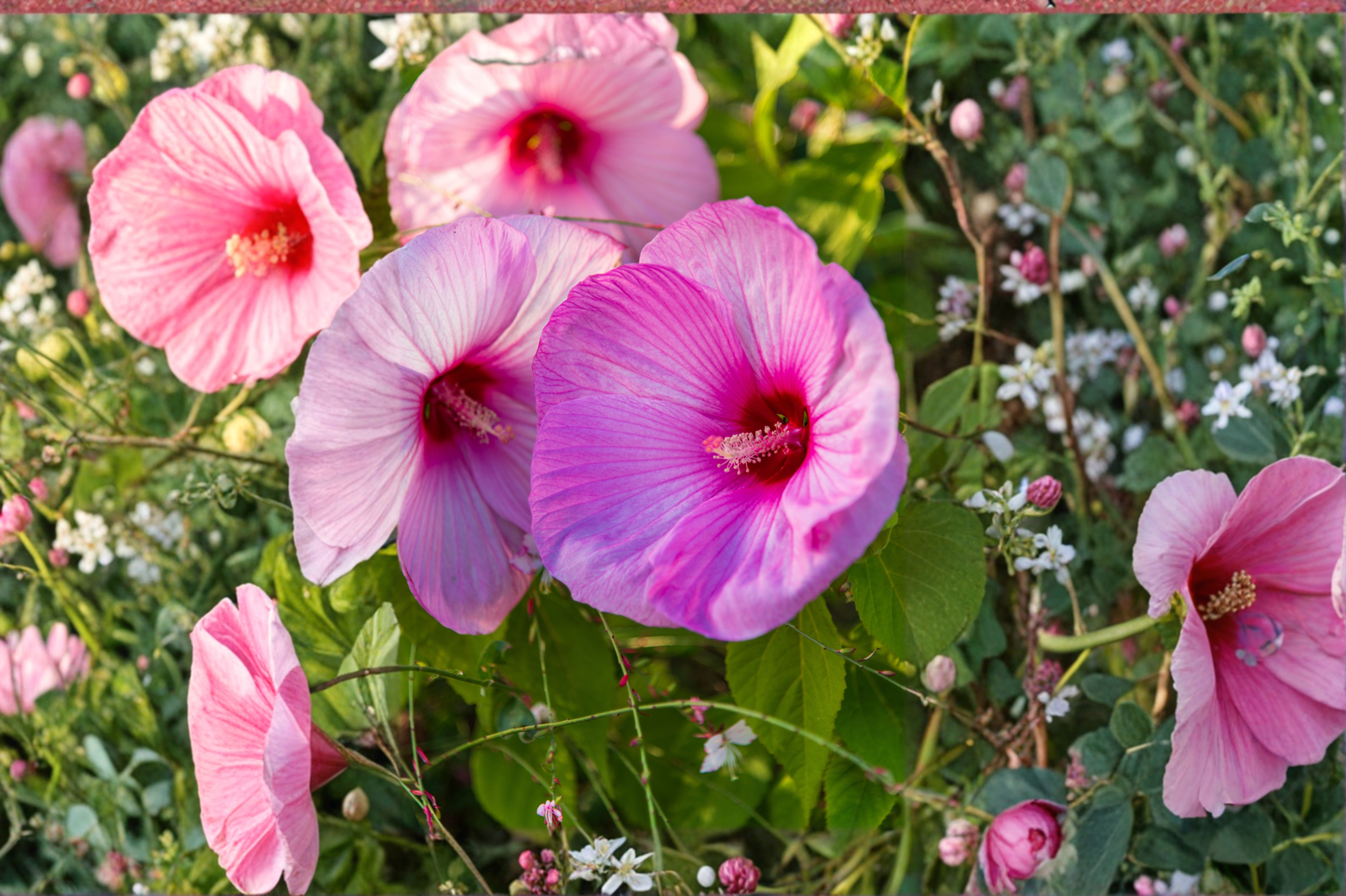 Spinderella Hardy Hibiscus Live Plant in 2.5-Inch Pot – Pink Flower Hibiscus moscheutos
