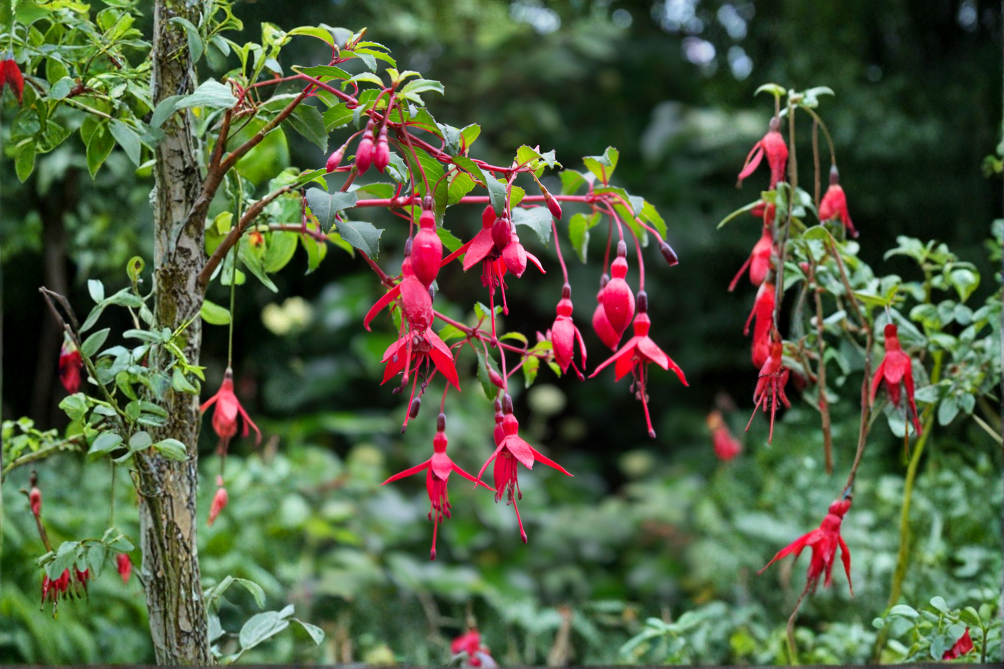 Blacky Fuchsia Live Plant – Hummingbird Flowering Plant – Fuchsia Hybrid