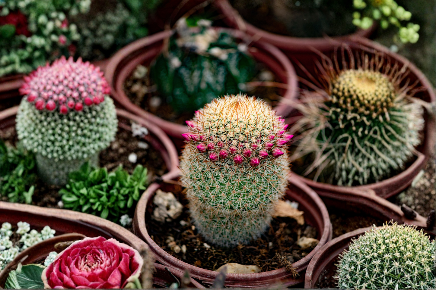 Mammillaria huitzilopochtli Live Seed-Grown Cactus Plant – Rare Succulent