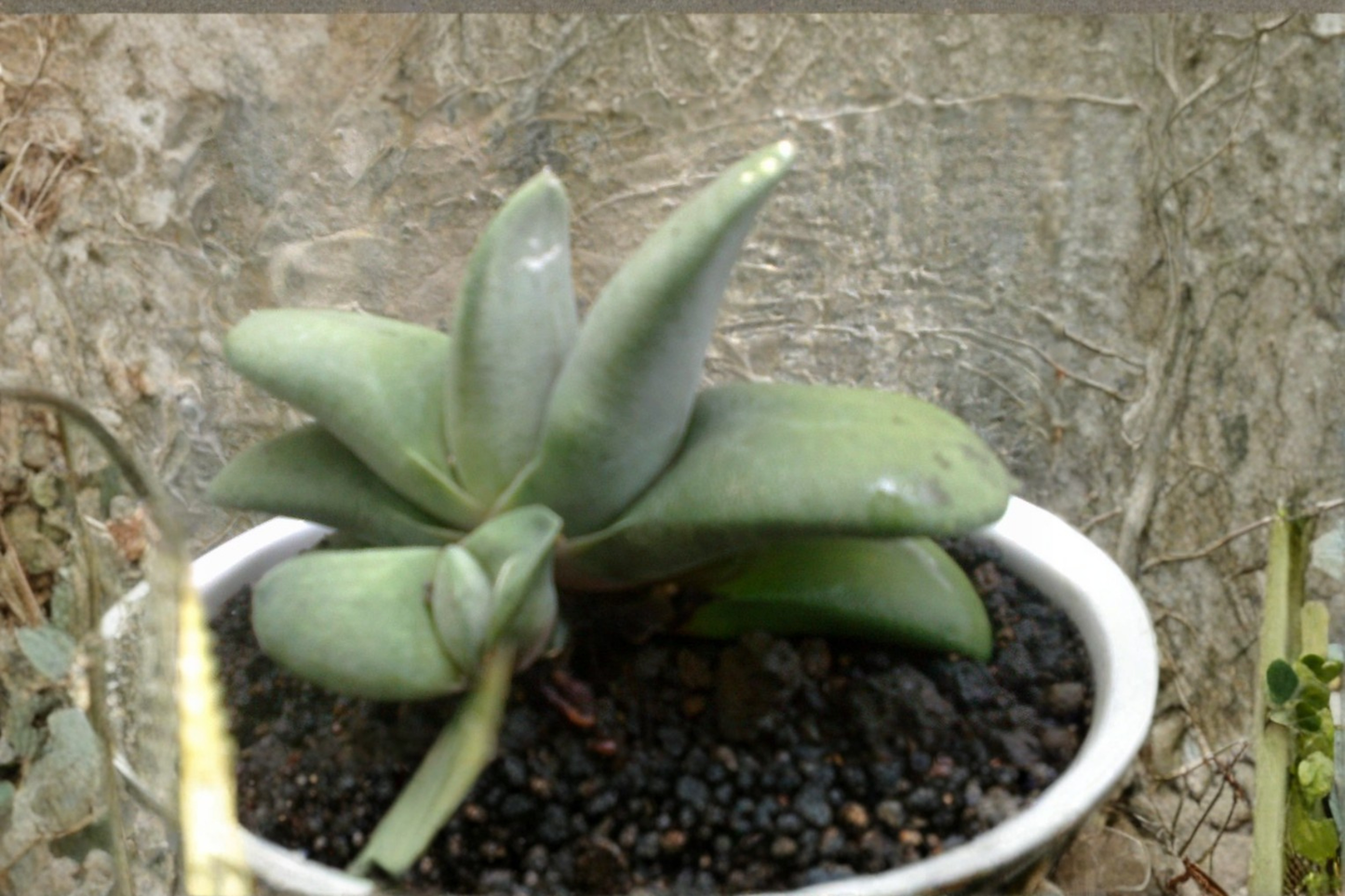 Gasteria glomerata Cluster Live Succulent Plant – Rare Easy-Care Houseplant