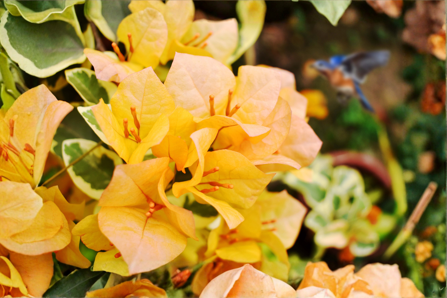 Yellow Bougainvillea Live Plant in 6-Inch Pot with Trellis – Fast Growing Flowering Vine