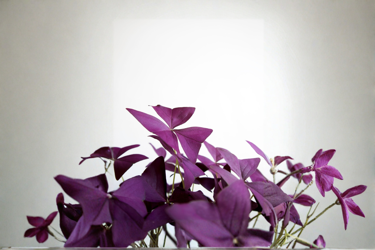 Purple Shamrock Live Plant in 4-Inch Pot – Oxalis triangularis Houseplant