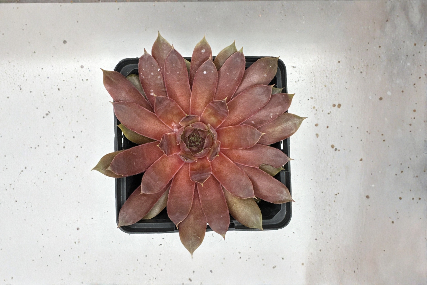 SuperSemp 'Ruby' Hens & Chicks Live Plant – Cold Hardy Succulent – Sempervivum 'Ruby'