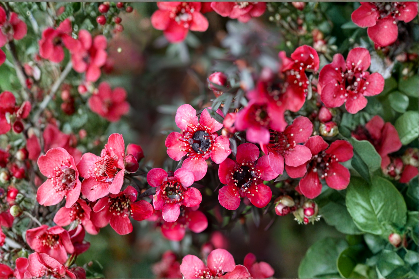 New Zealand Tea Tree Manuka Live Starter Plant – 4–6 Inch Tall – Leptospermum scoparium
