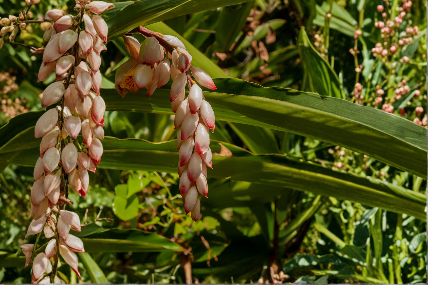 Shellflower Ginger Cardamom Live Plant – 2.5 Inch Pot – Alpinia nutans