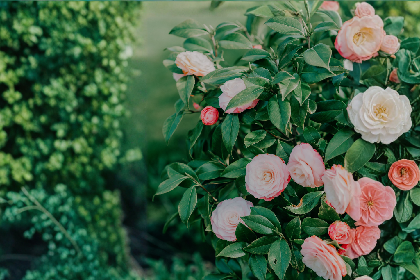 Nuccio's Pearl Camellia Live Starter Plant – 4L Pot – Camellia japonica