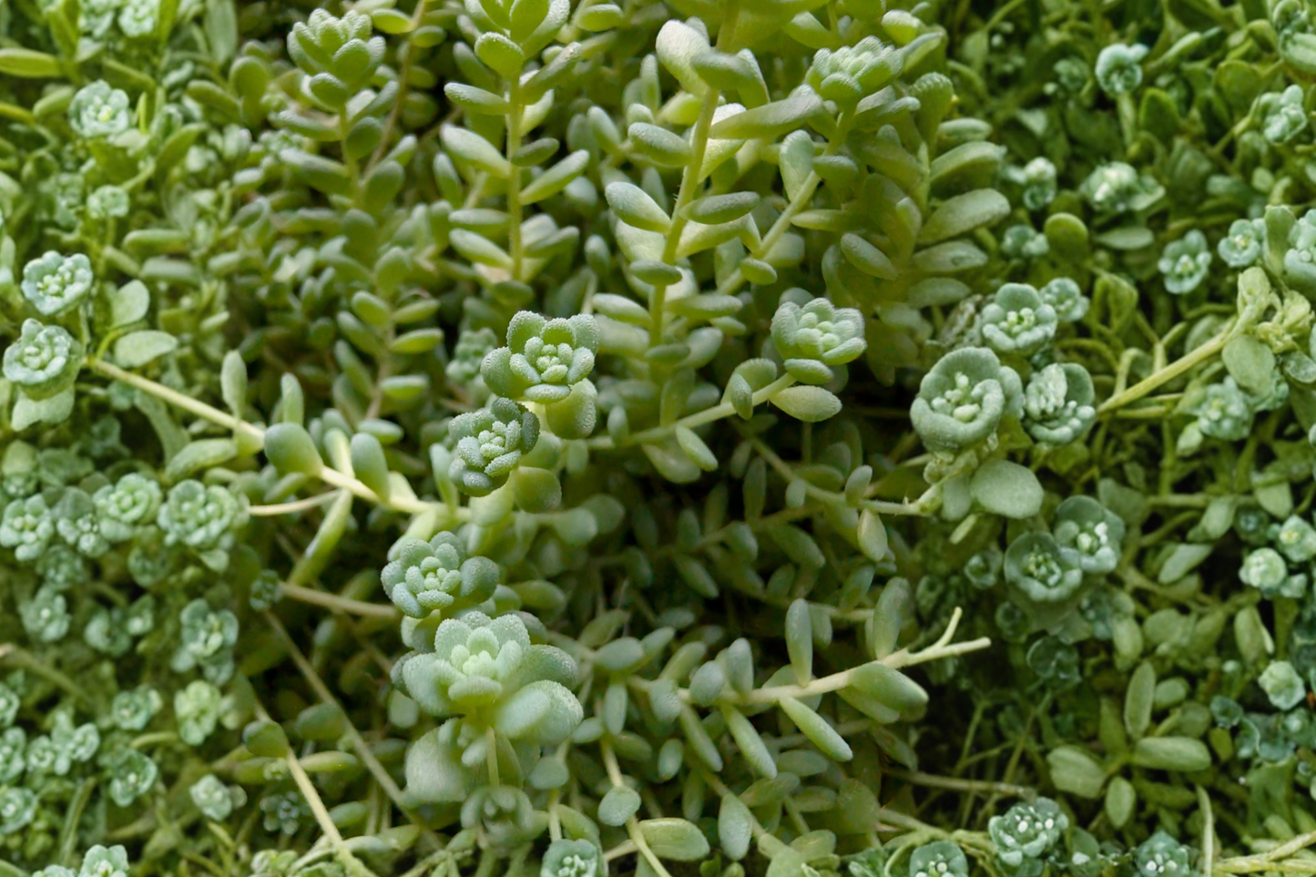 Himalayan Skies Sedum Live Succulent – 2 Inch Pot – Sedum dasyphyllum