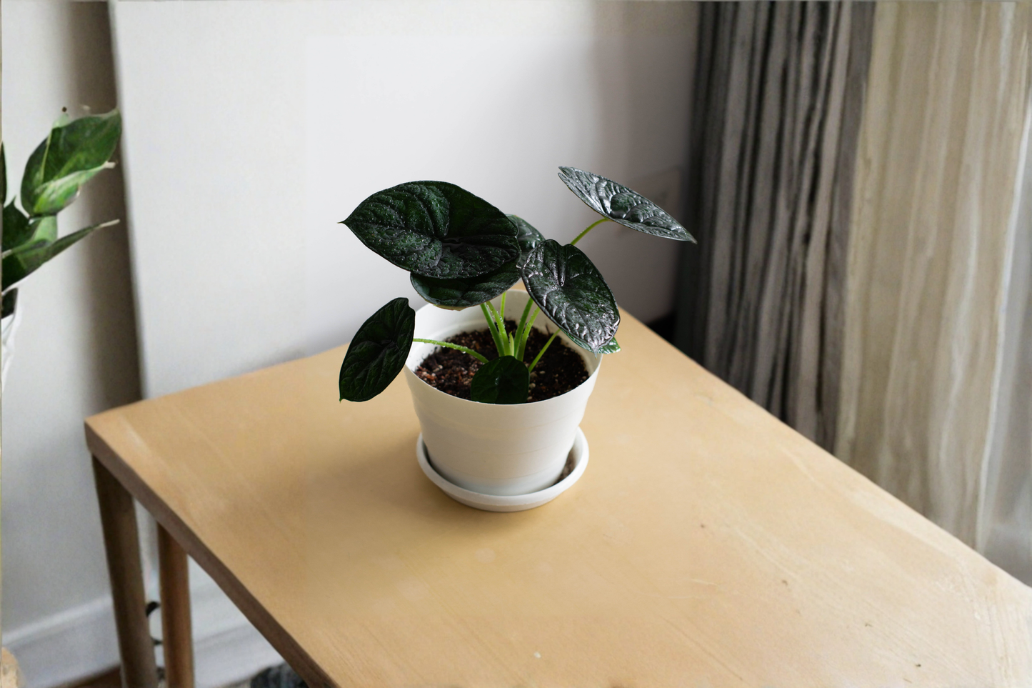 Alocasia Cuprea 'Red Secret' Live Plant – 4 Inch Pot – Rare Jewel Alocasia