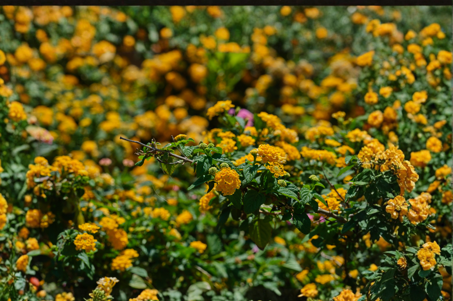 Trailing Yellow Lantana Live Plant – 4 Inch Pot – Lantana montevidensis (Ships Without Pot)