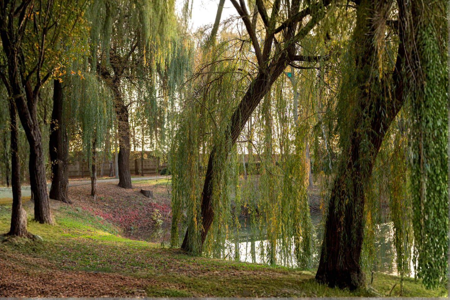 Weeping Willow Live Tree – 24+ Inches Tall – Salix babylonica