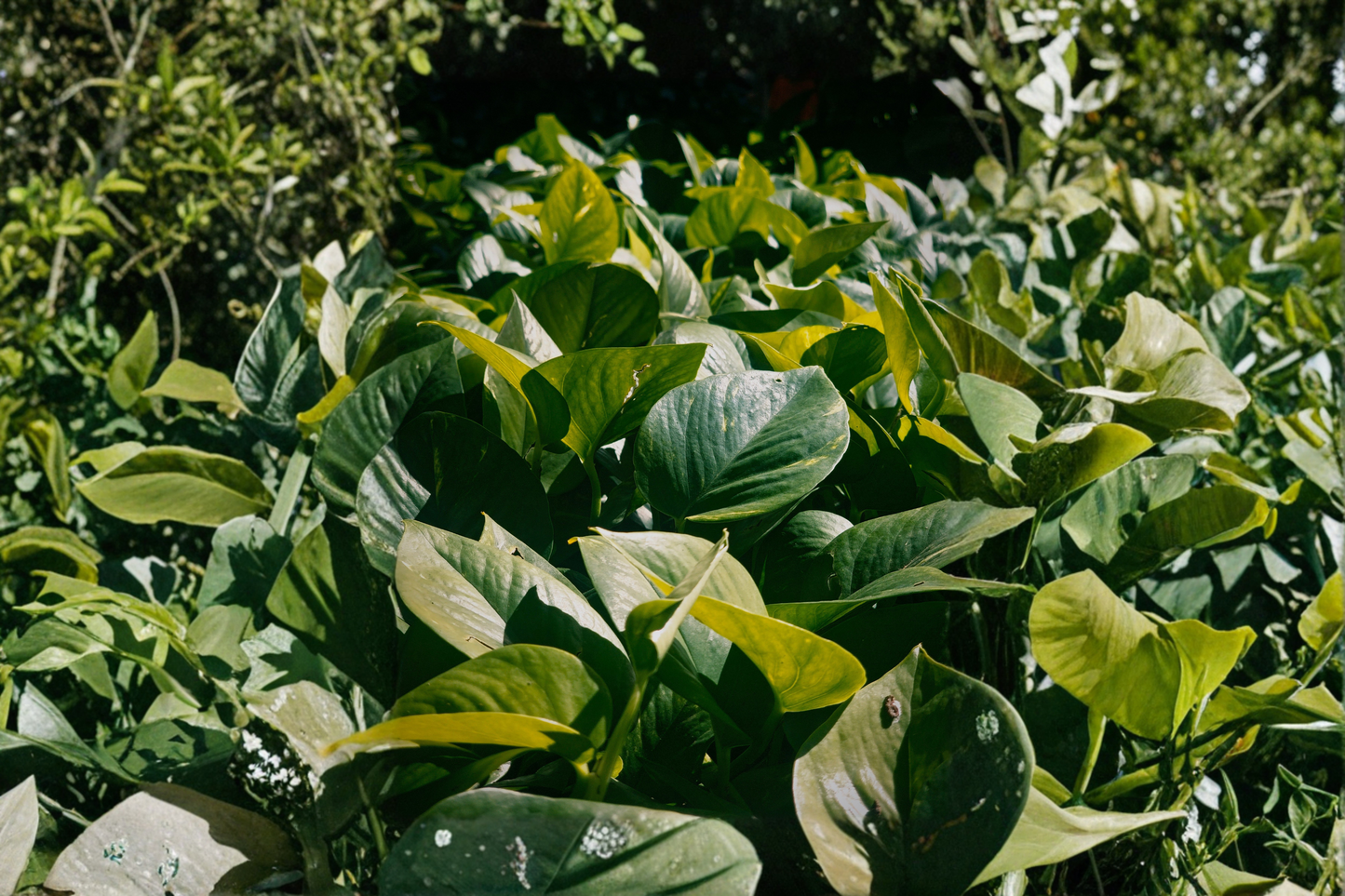 Jade Pothos Live Plant – 4 Inch Pot – Epipremnum aureum
