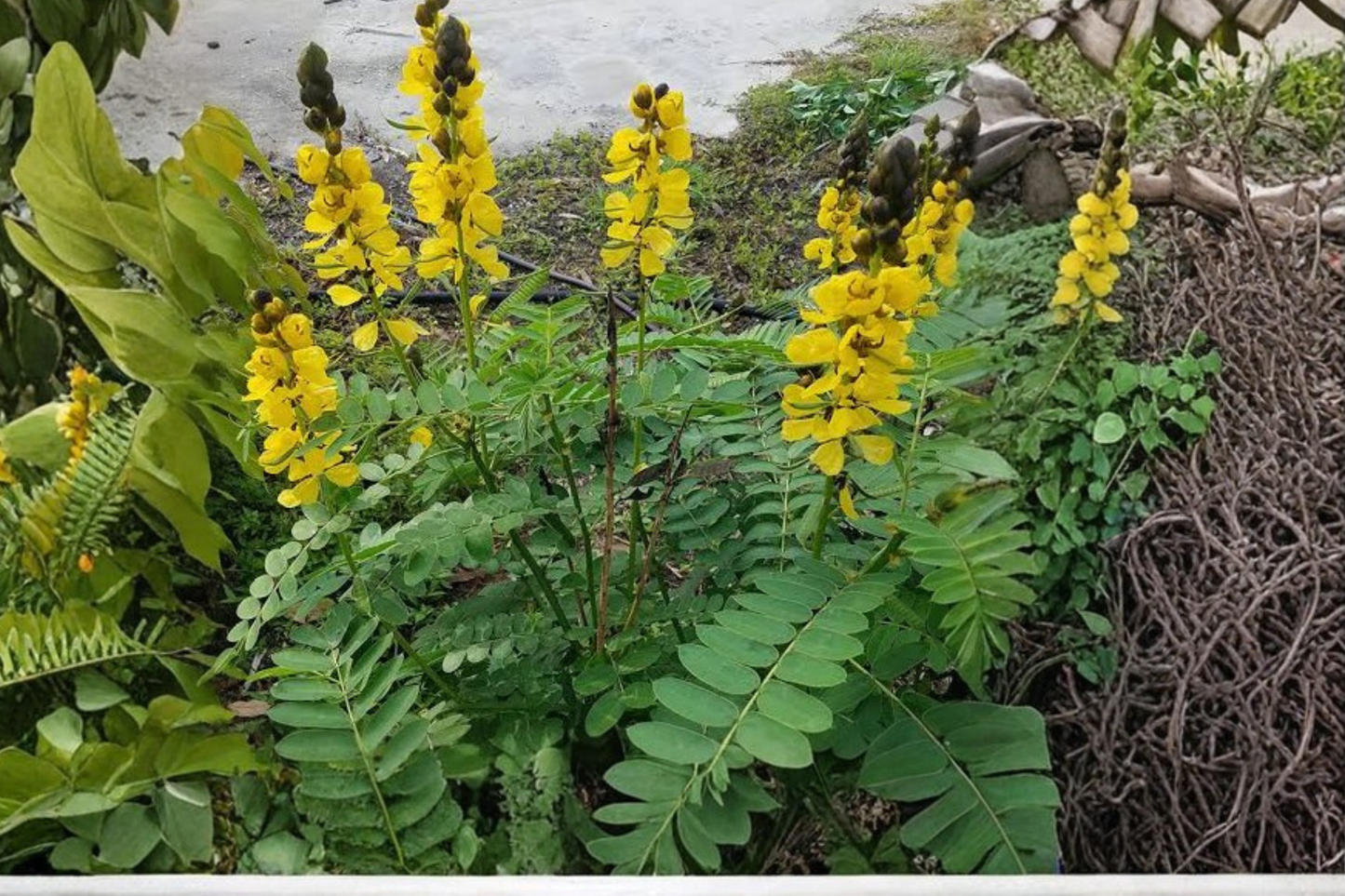 Popcorn Cassia Live Starter Plant 3 Inches Tall – Senna didymobotrya