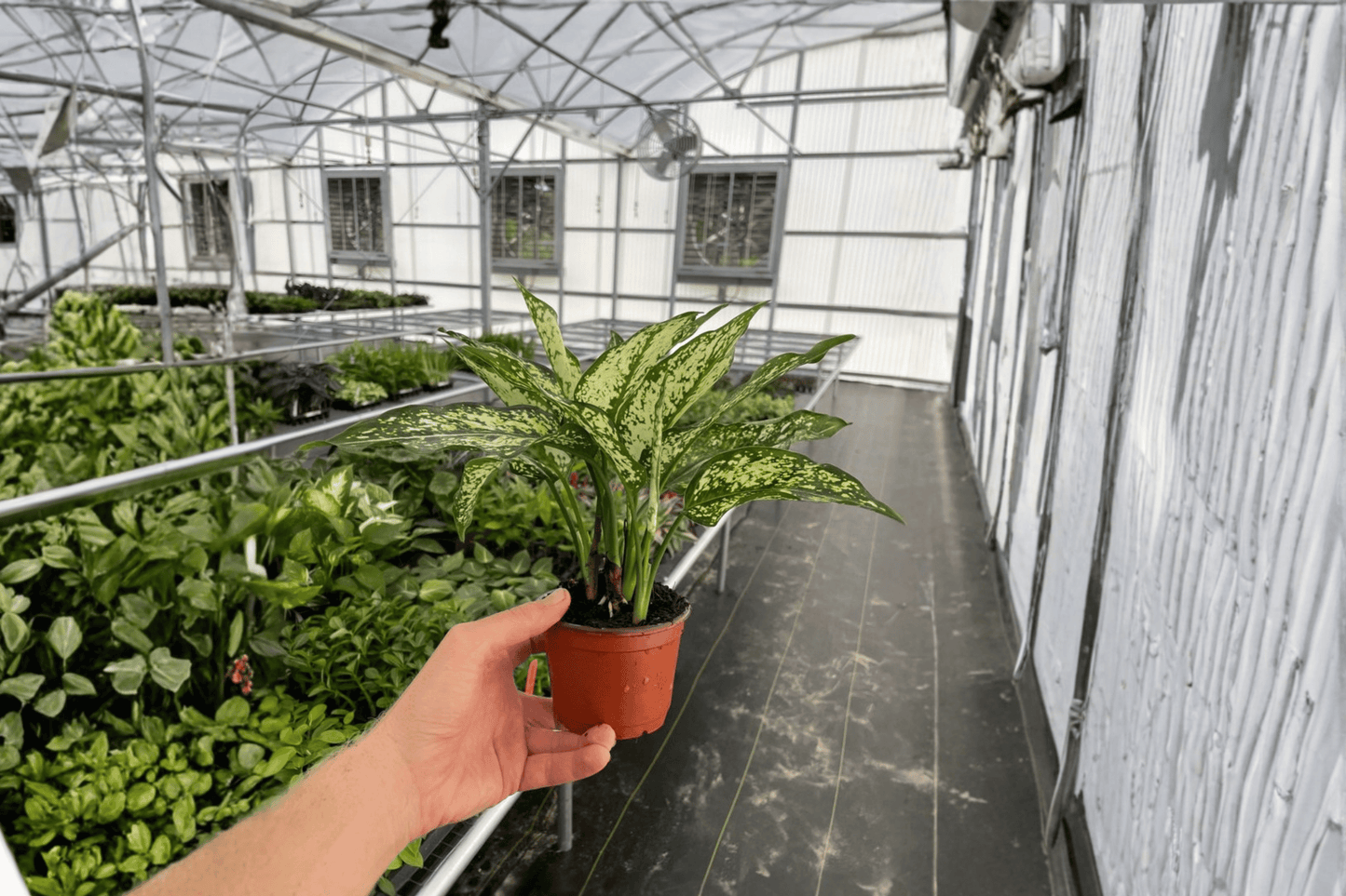 2 Aglaonema 'Siam Snow White' Live Plants – 4-Inch Pot Chinese Evergreen