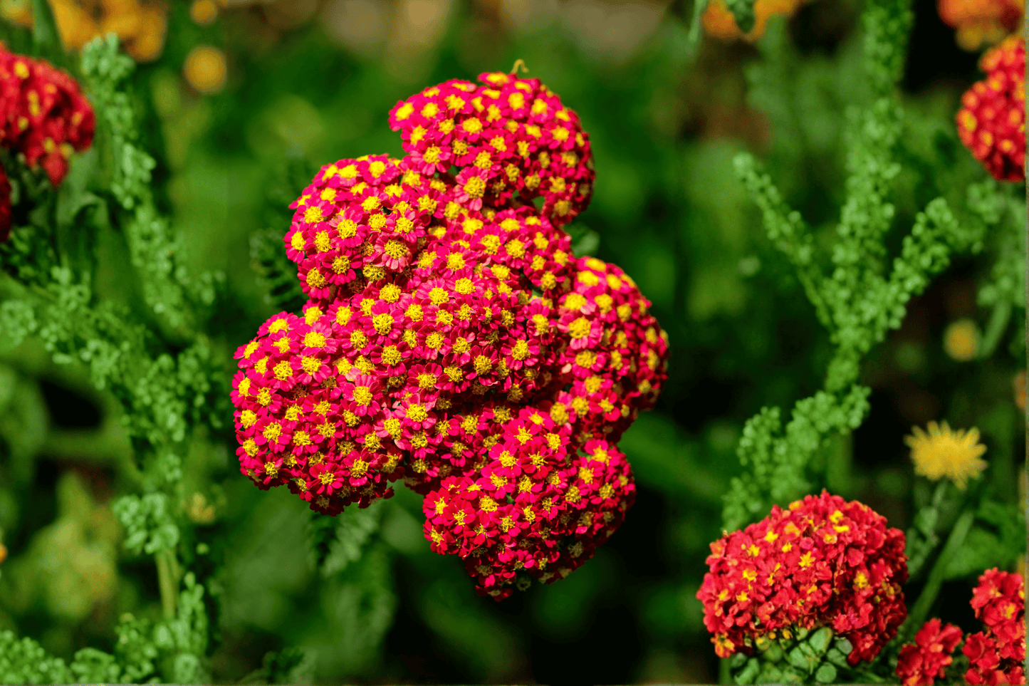 Strawberry Seduction Yarrow 1 Live Plant – 4-Inch Pot – Achillea millefolium ‘Strawberry Seduction’