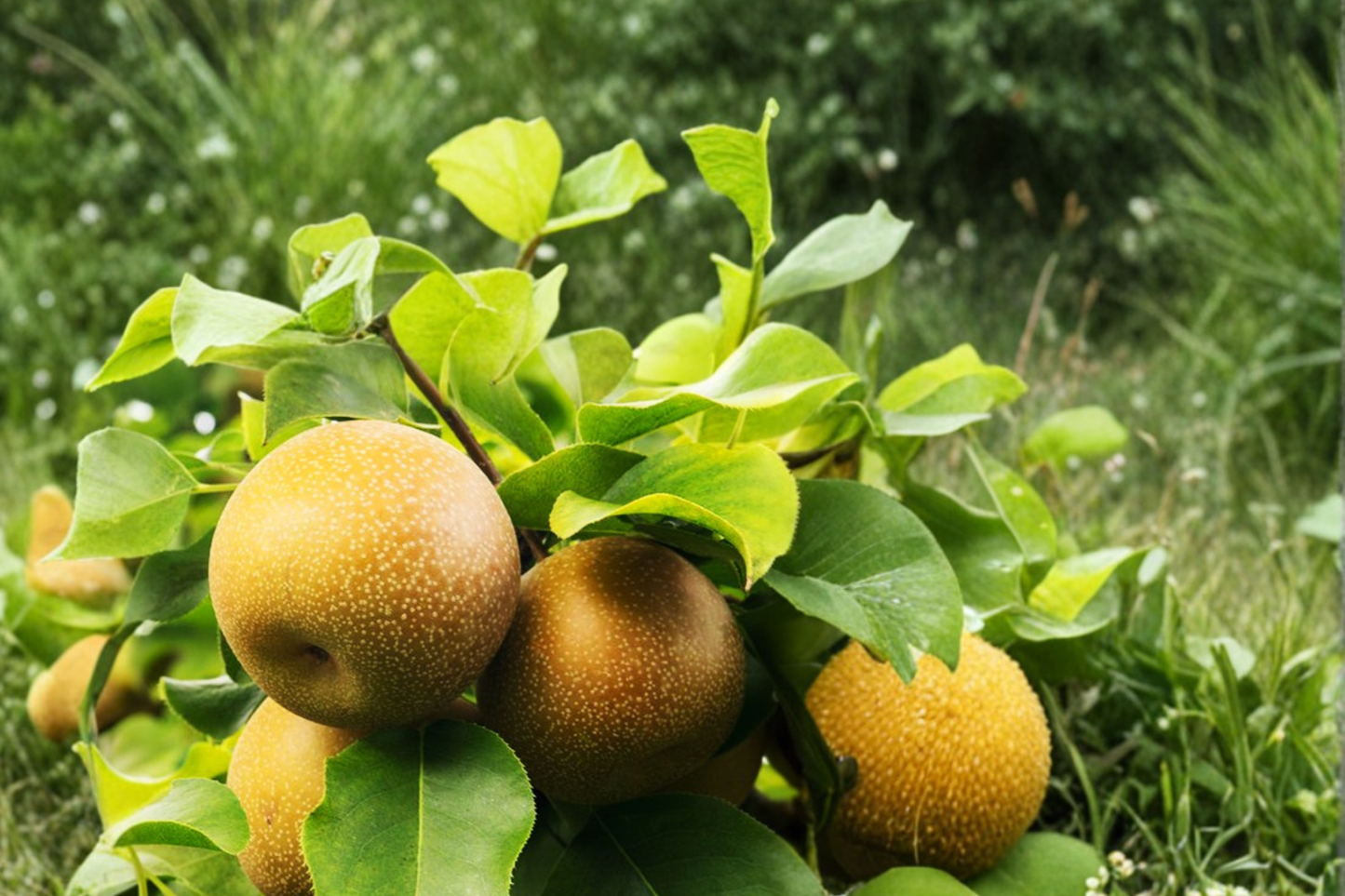 Chojuro Asian Pear Tree 8-9 FT Live Plant – Crisp Sweet Fruit Tree for Backyard Orchard Garden Large Size Easy Grow No Ship CA