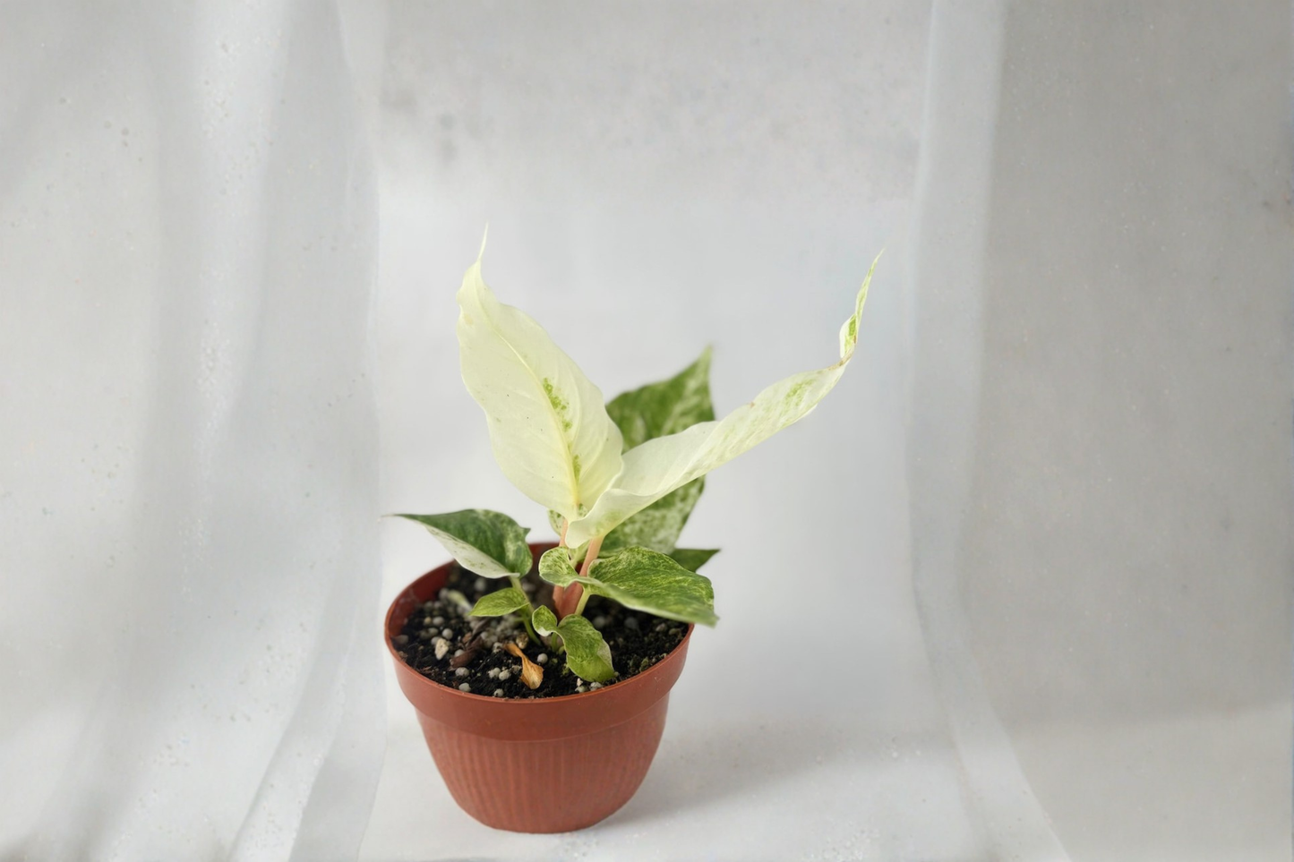 Variegated Anthurium Hookeri Live Plant 4 Inch Rare Tropical Indoor Houseplant Starter Plant Gift