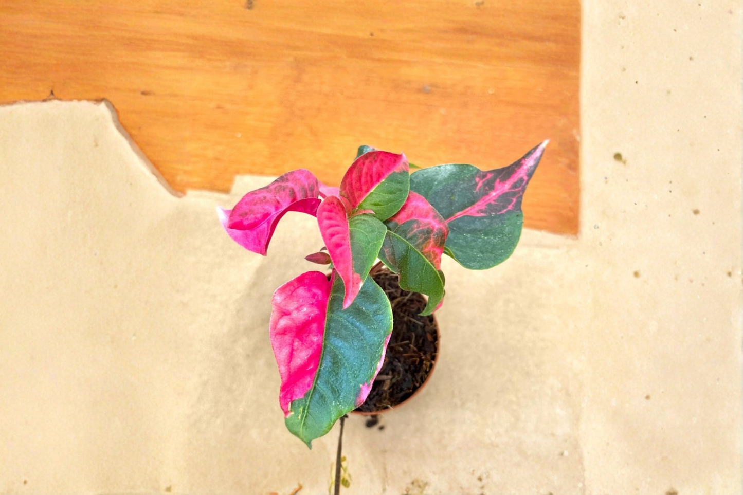 Alternanthera Party Time Live Plant Pink Tropical Houseplant 2 Inch Pot Rare Indoor Starter Plant Gift