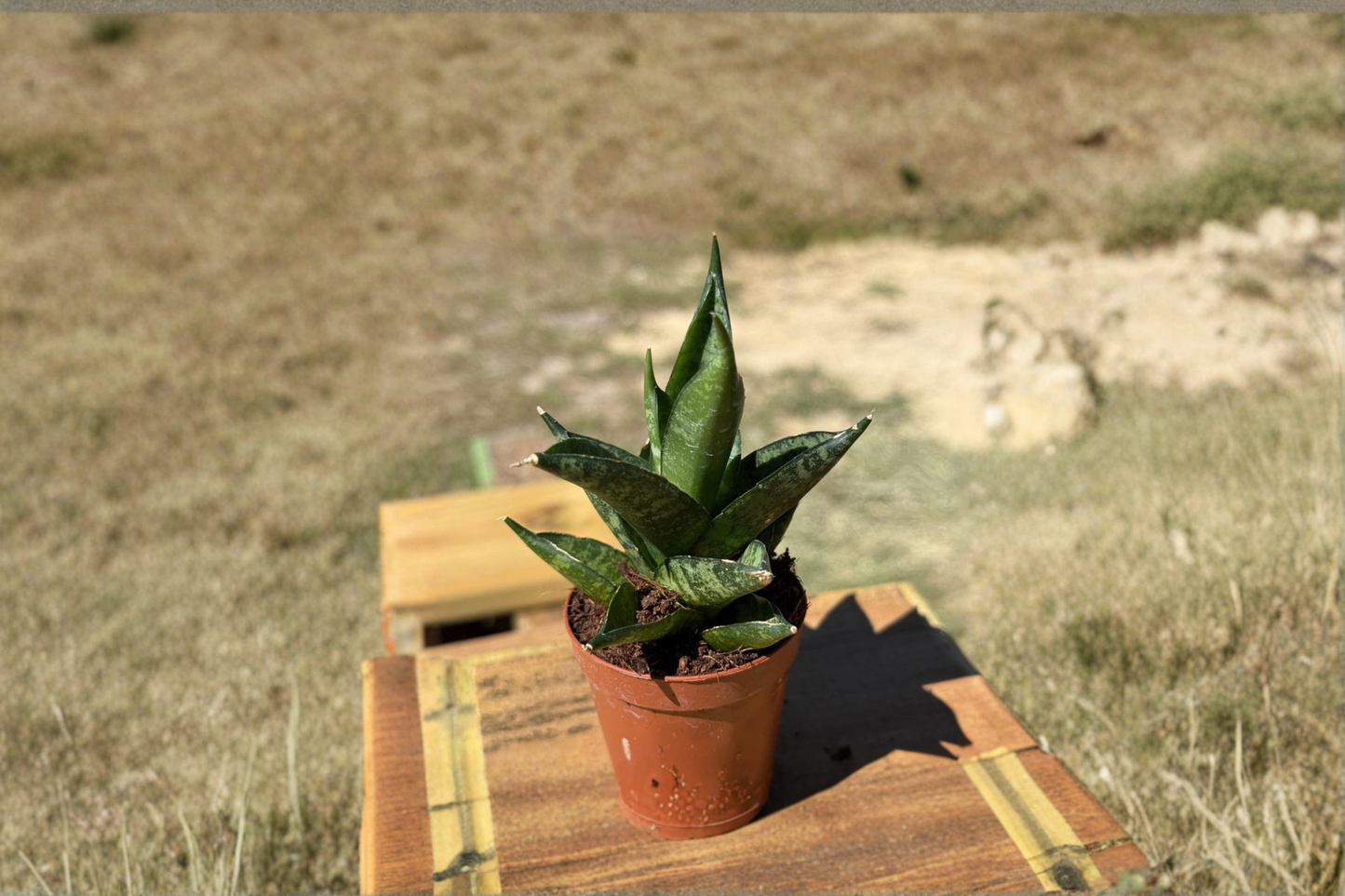Sansevieria Hedgehog Live Plant Rare Snake Plant Starter Houseplant in 2 Inch Pot Beginner Indoor Plant Gift