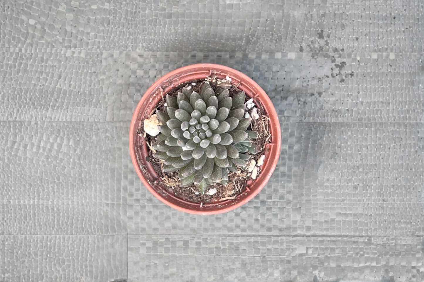 Black Sea Urchin Succulent Live Plant Sinocrassula Indoor Houseplant Rare Dark Succulent in 4 Inch Pot