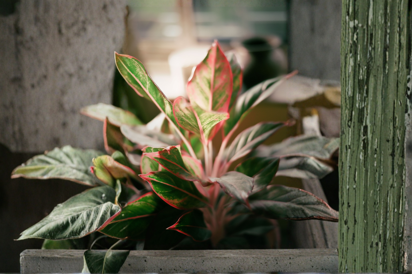Aglaonema Siam Chinese Evergreen Live Houseplant – Approx. 7 Inches Tall – Aglaonema 'Siam'