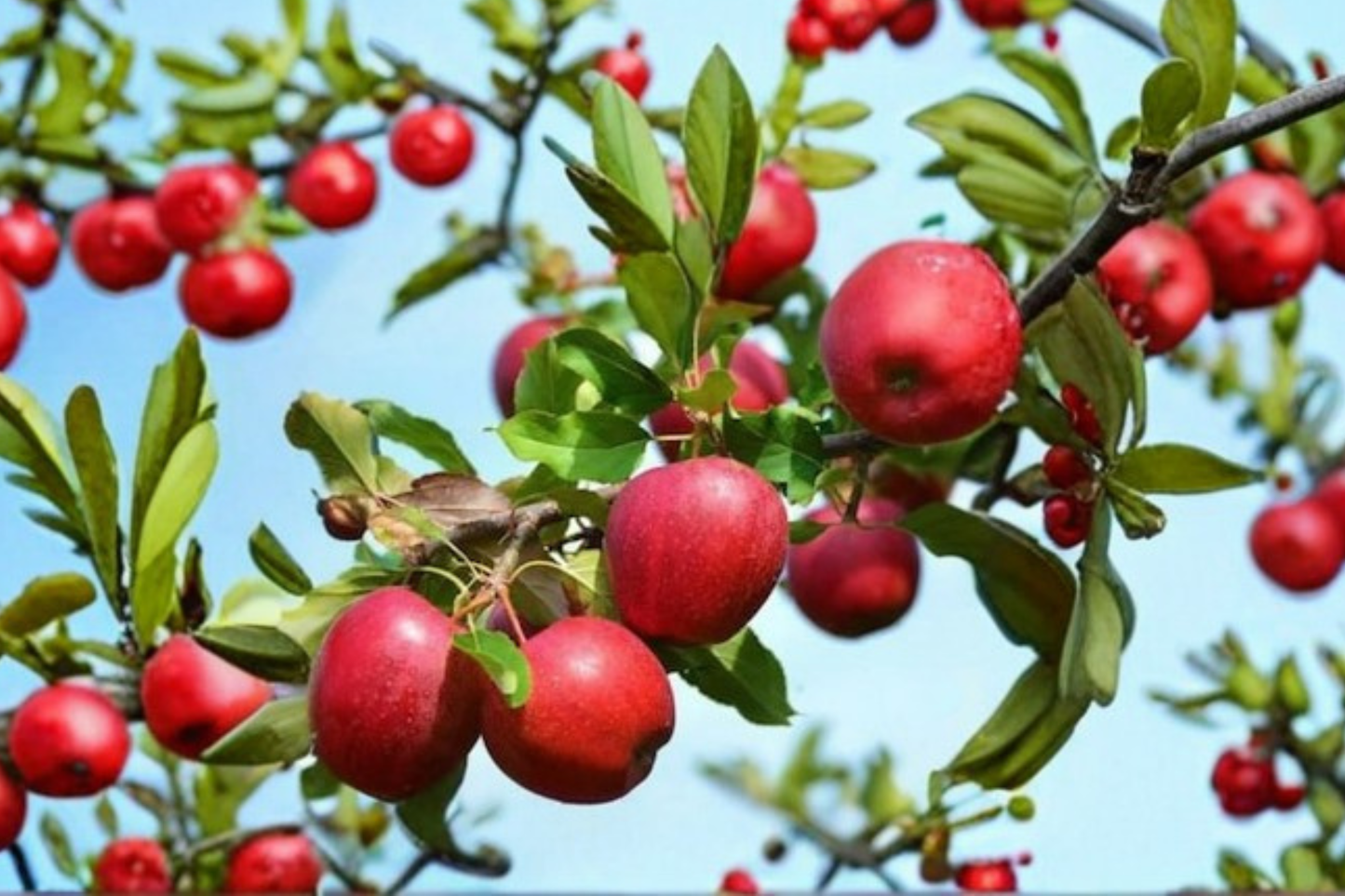 Jonathan Apple Tree 4-6 FT Live Plant – Crisp Sweet Apple Fruit Tree for Backyard Orchard Garden Easy Grow No Ship CA