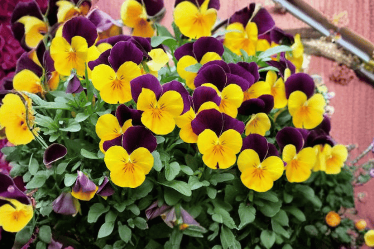 Penny Orange Jump-Up Viola Live Plant – 4-Inch Pot – Viola cornuta 'Penny Orange Jump-Up'