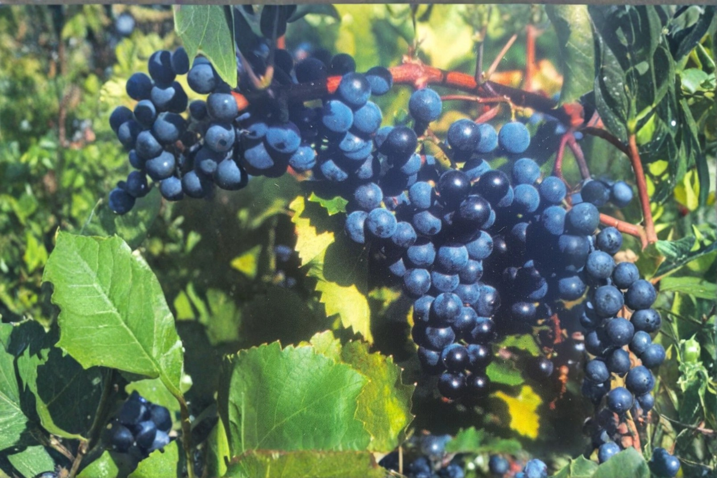 Concord Grape Vine Live Plant 2 Gallon Pot, Sweet Fruit Vine for Garden Trellis Vineyard