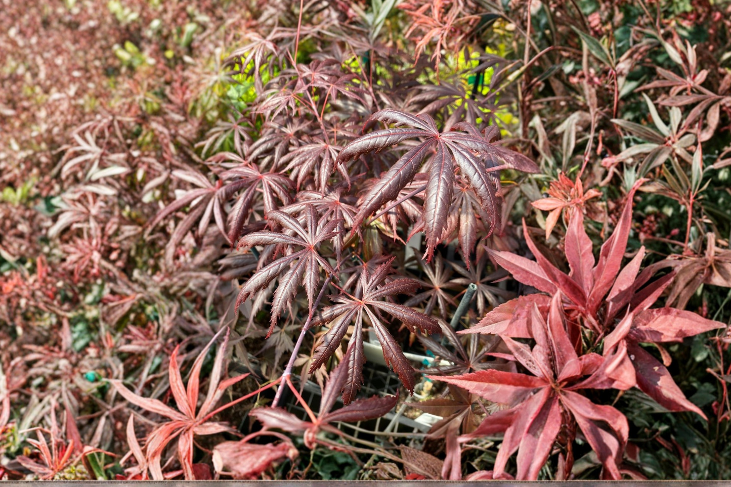 Trompenburg Japanese Maple Live Plant 2 Gallon Pot Red Leaf Ornamental Tree Garden Landscape Acer Palmatum