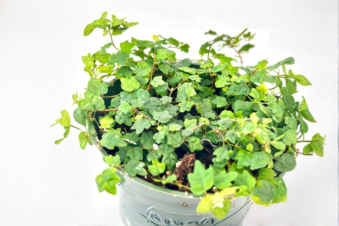String of Frogs Plant Ficus Pumila Quercifolia Live 4 Inch Pot Mini Oakleaf Trailing Houseplant Starter