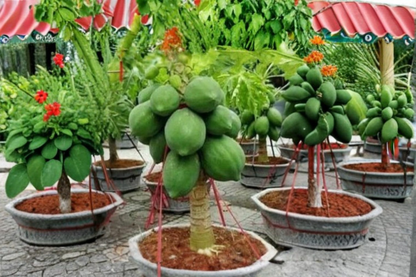 Dwarf Solo Papaya Seeds Tropical Fruit Plant 20 Seeds for Indoor Pot and Outdoor Garden Growing