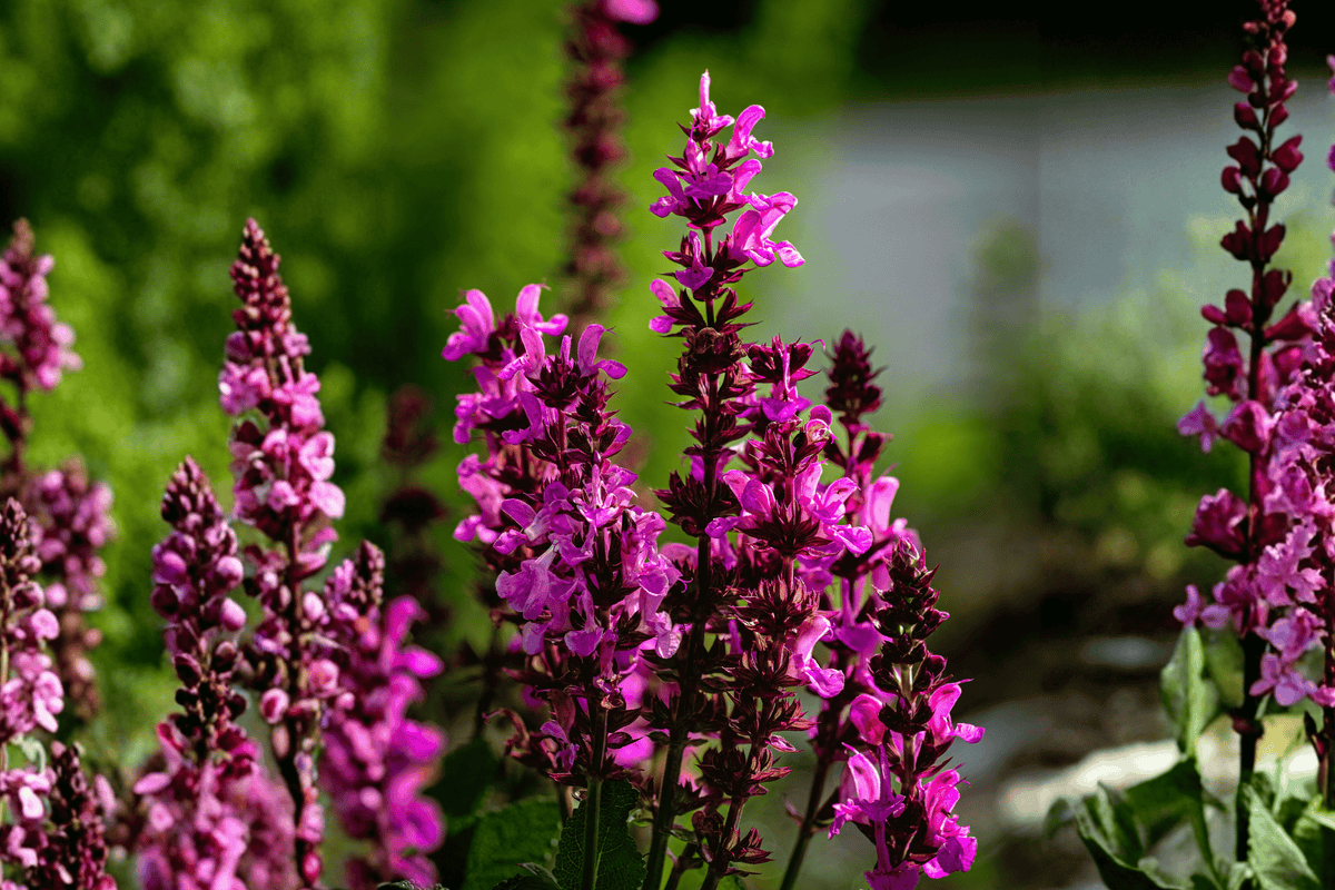 Funky Fuchsia Butterfly Bush 1 Live Plant – Buddleja ‘Funky Fuchsia’ – 2 Gallon Pot