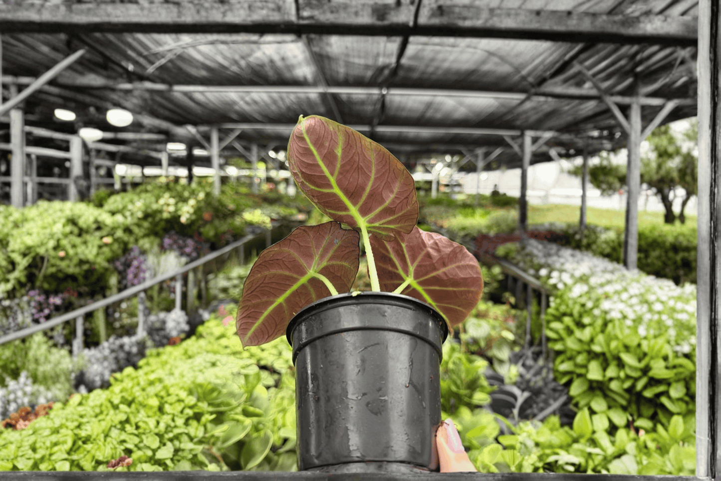 2 Alocasia Black Velvet Live Plants in 4-Inch Pots – Alocasia reginula 'Black Velvet'