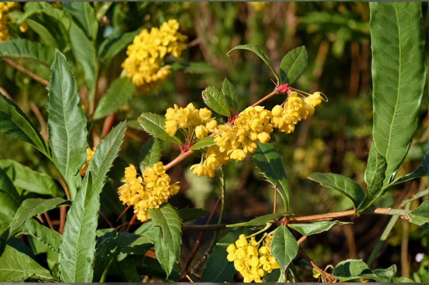 Wintergreen Barberry Live Plant 3 Gallon Pot – Evergreen Shrub Yellow Flowers Hedge Plant Ornamental Garden Landscaping