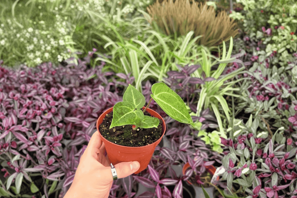 Anthurium Venom × Xone 2 Exact Live Plants – Specific 4” Size