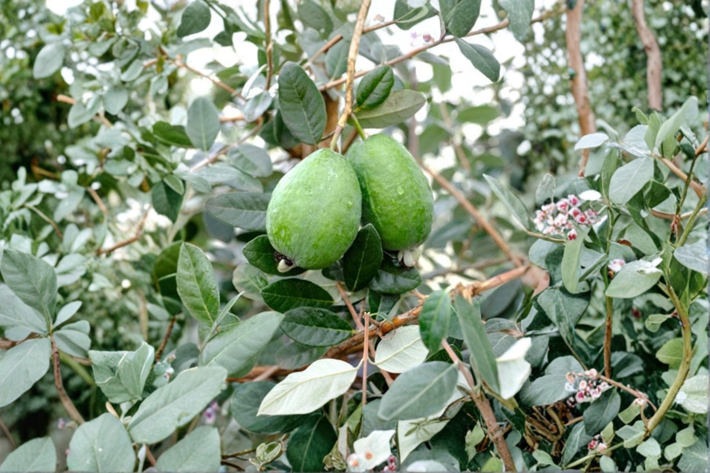 Marion Pineapple Guava Grafted Live Plant 1 Gallon Pot Feijoa Fruit Shrub Acca Sellowiana Evergreen Garden Plant