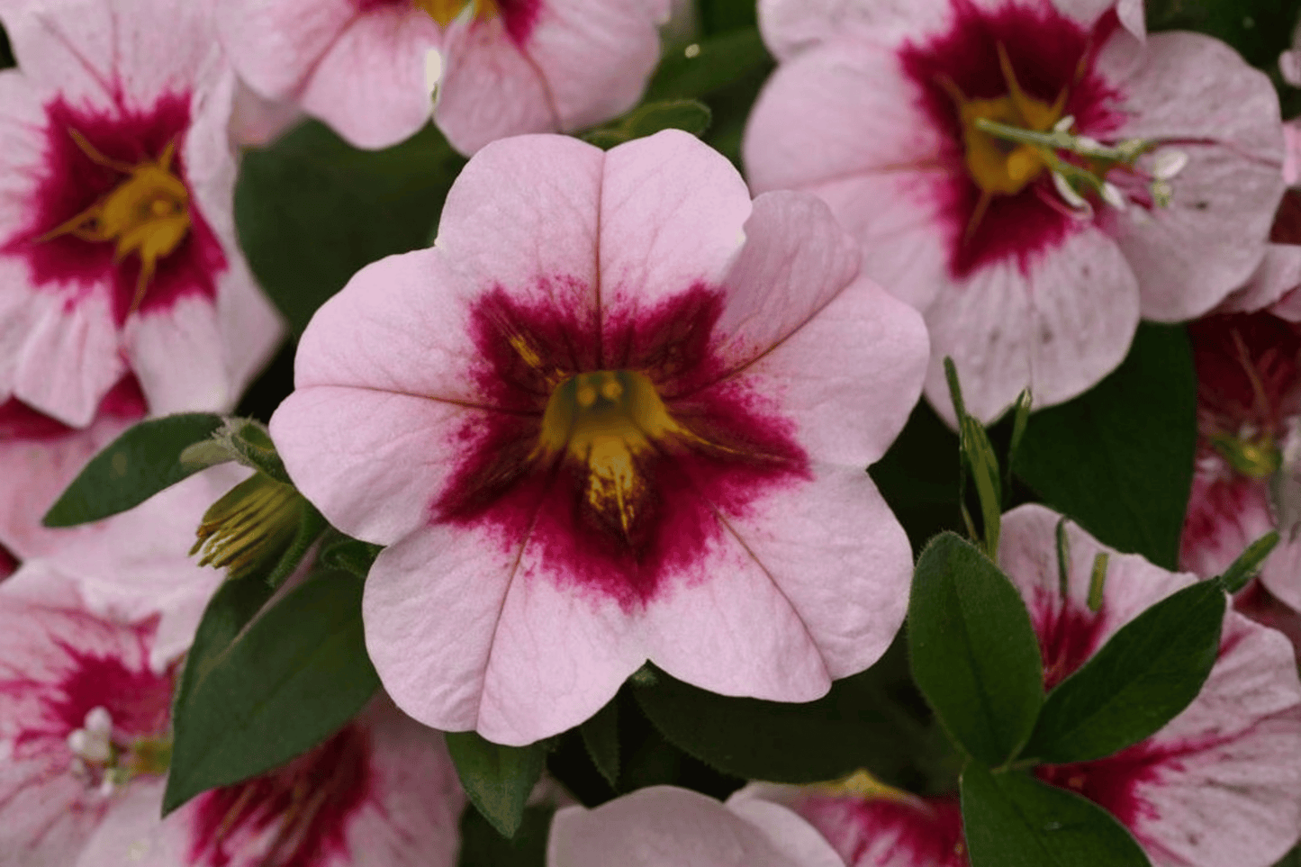 MiniFamous Uno Pink Strike Million Bells 1 Live Plant – 4-Inch Pot – Calibrachoa